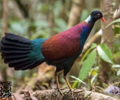 Western Plantain-eater